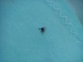 /album/arachnida/ixodes-ricinus-2-jpg/